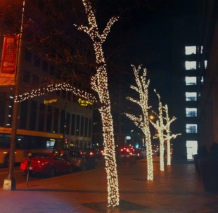Exterior Tree Lights